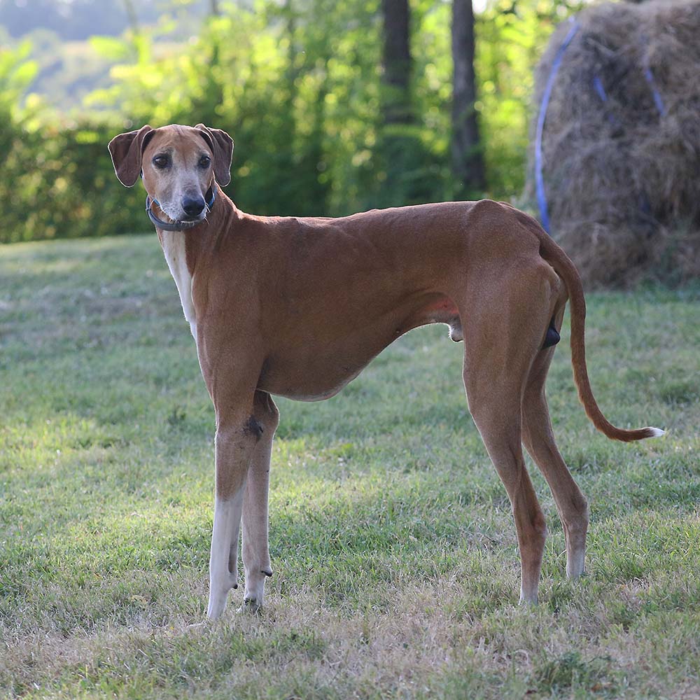 Ikouss de Garde-Épée